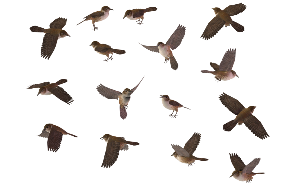 Wrens Png Isolated Hd (black)