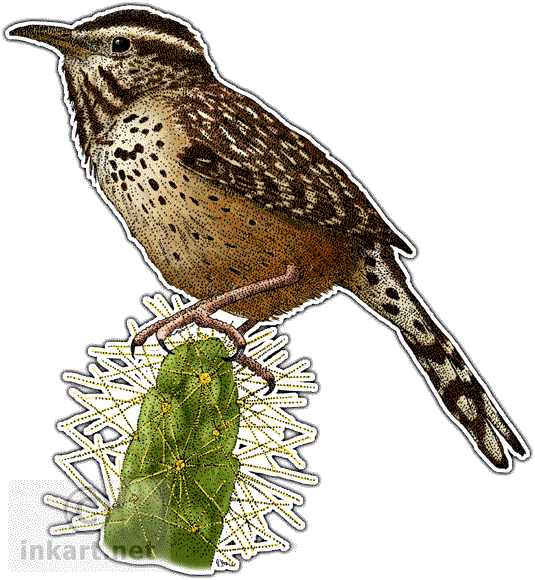 Wrens Png Isolated Pic (white)