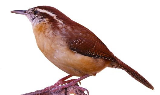 Wrens Png Pic (black)