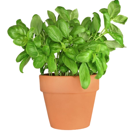 Fresh Basil Leaf Pot Transparent Png (black, salmon)