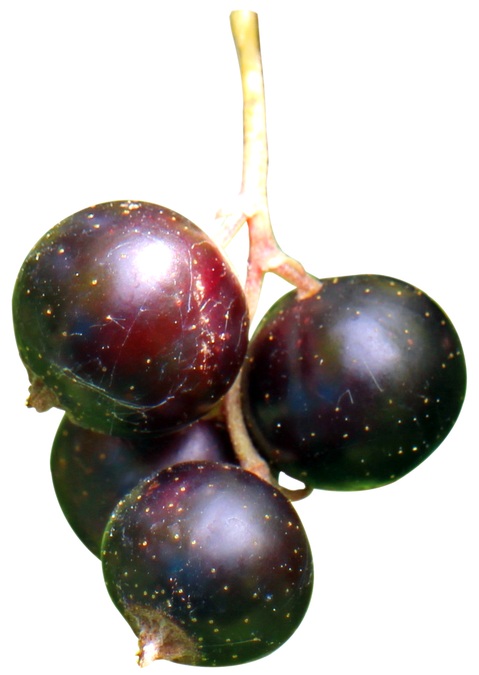 Fresh Black Currant Berries Transparent Png (black, white)