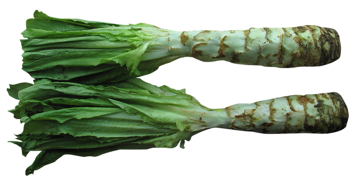 Fresh Celtuce Png Image (black)