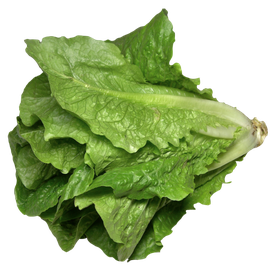 Fresh Celtuce Png Transparent Image (black)