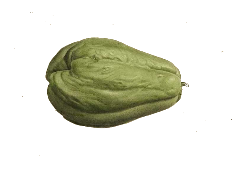 Fresh Chayote Png Photos (beige)