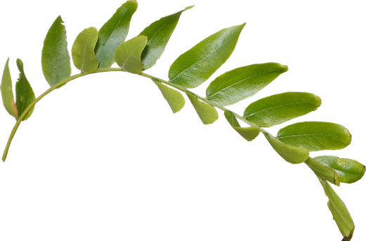 Fresh Green Leafs Png Clipart (olive, black)