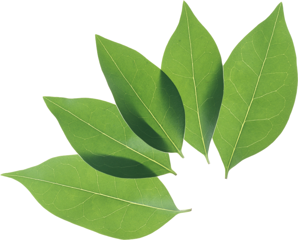 Fresh Green Leaves Png Image (black, gray)