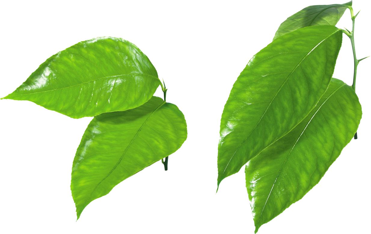 Fresh Green Leaves Png Photos (black, olive)