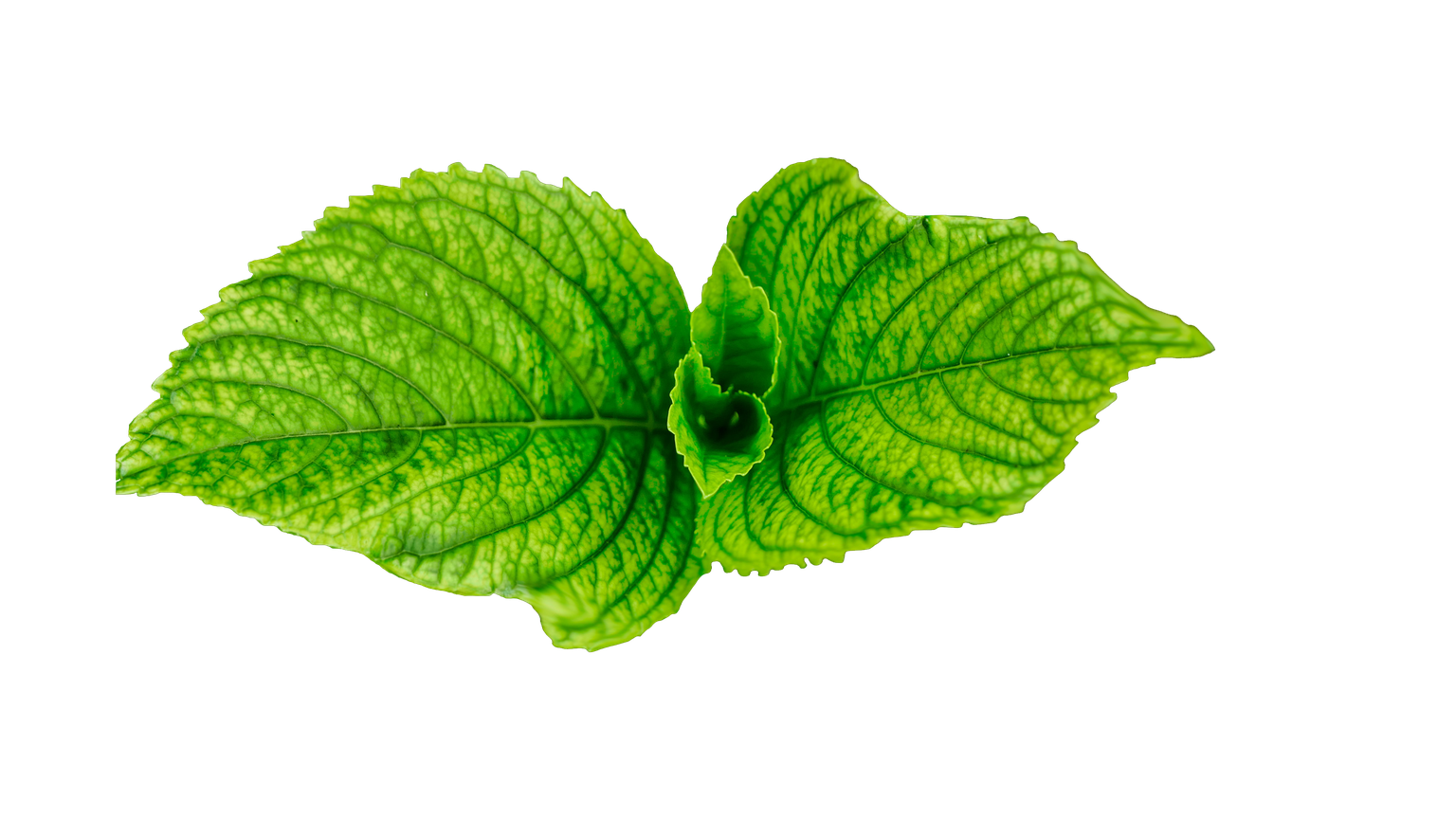 Fresh Green Leaves Png Transparent Image (green, black, olive)