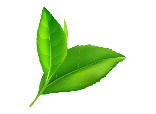 Fresh Green Leaves Transparent Background (green, black, olive)