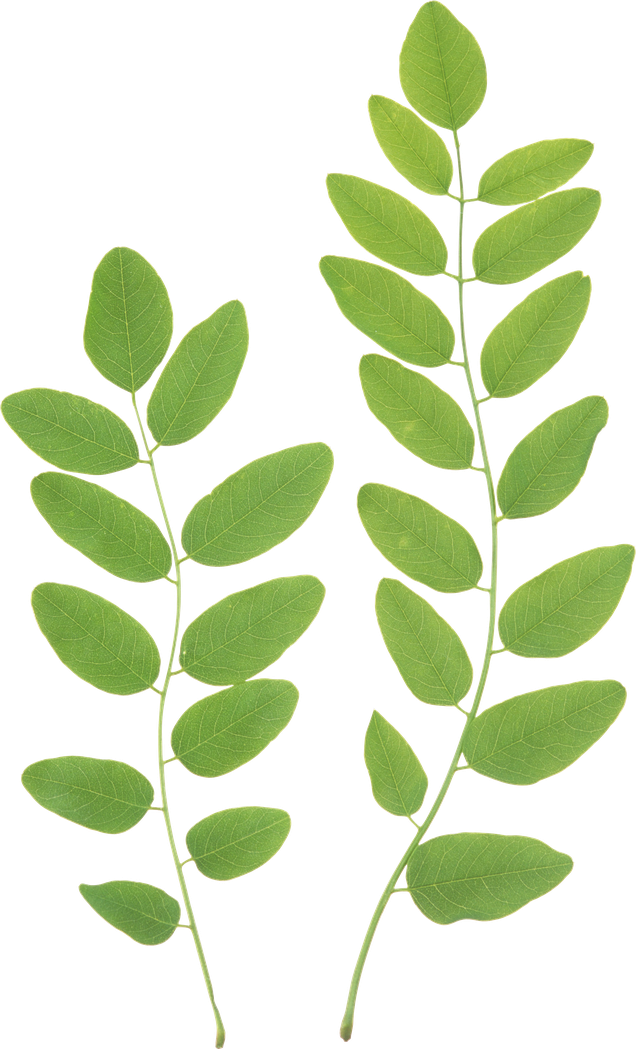 Fresh Green Leaves Transparent Png (black, gray)