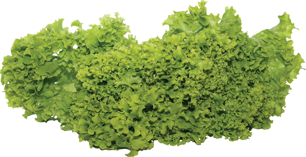 Fresh Green Lettuce Png Clipart (black, olive)