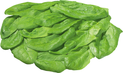 Fresh Green Lettuce Png Image (black, gray, olive)