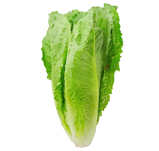 Fresh Green Lettuce Png Transparent Image (black, silver, gray)