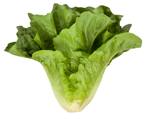 Fresh Green Lettuce Transparent Png (black, gray, green)