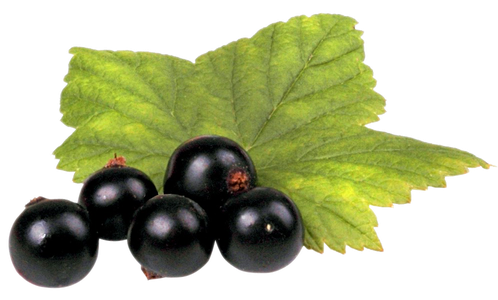 Fresh Organic Black Currant Berries Transparent Png (black)