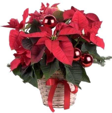 Fresh Poinsettias Png Clipart (chocolate, black, maroon, white)