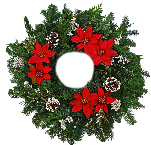 Fresh Poinsettias Png Hd (black)