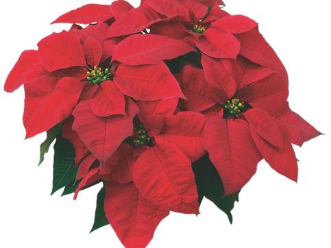 Fresh Poinsettias Png Image (black, maroon, chocolate)