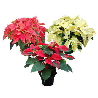 Fresh Poinsettias Png Photo (black)