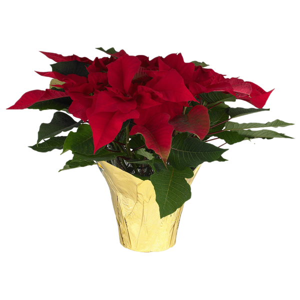 Fresh Poinsettias Png Photos (black, maroon)