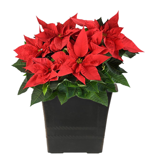 Fresh Poinsettias Png Pic (black)