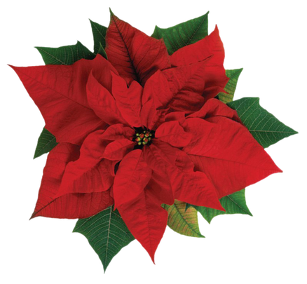 Fresh Poinsettias Png Picture (black, maroon, chocolate)