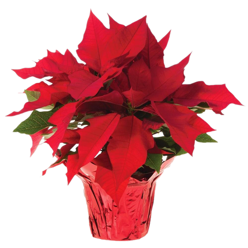 Fresh Poinsettias Png Transparent Image (black, red, chocolate)