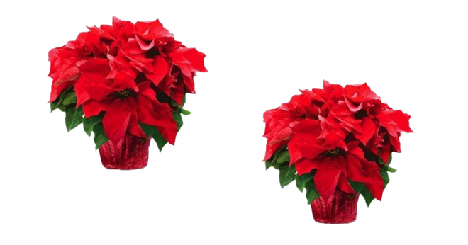 Fresh Poinsettias Png Transparent (black, red, maroon)