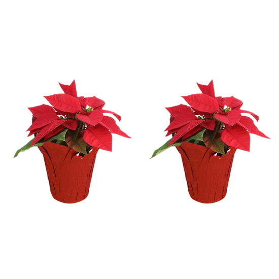 Fresh Poinsettias Transparent Background (black, maroon)