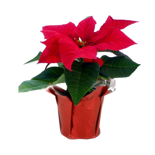 Fresh Poinsettias Transparent Png (black, red, maroon, chocolate)