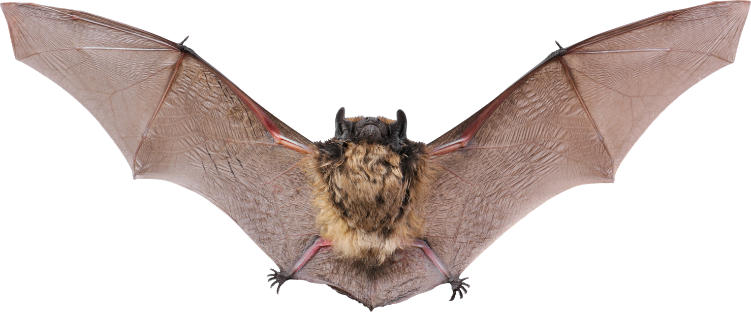 Grey Bat Transparent Png (black, gray)