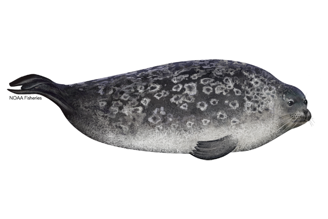 Grey Harbor Seal Png File (lavender, black, white)