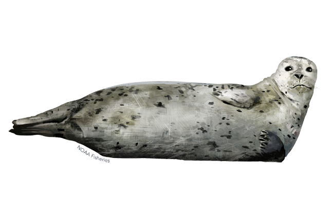 Grey Harbor Seal Png Photos (gray, lavender, white)