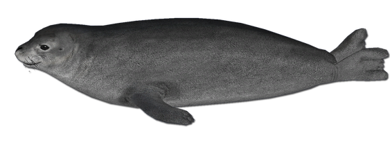 Grey Harbor Seal Png Pic (black, gray)