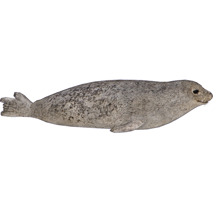 Grey Harbor Seal Png Transparent Image (lavender, silver, indigo, gray, white)