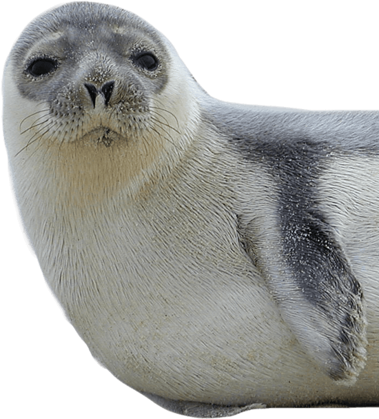 Grey Harbor Seal Transparent Background (black, gray)