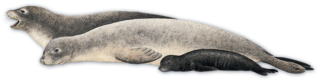 Grey Harbor Seal Transparent Png (black, silver)