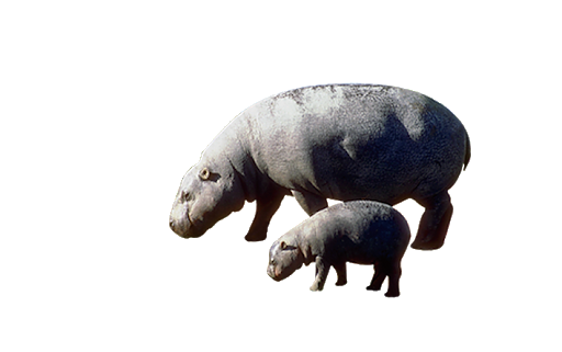 Grey Hippo Png Clipart (indigo, black, gray, lavender)