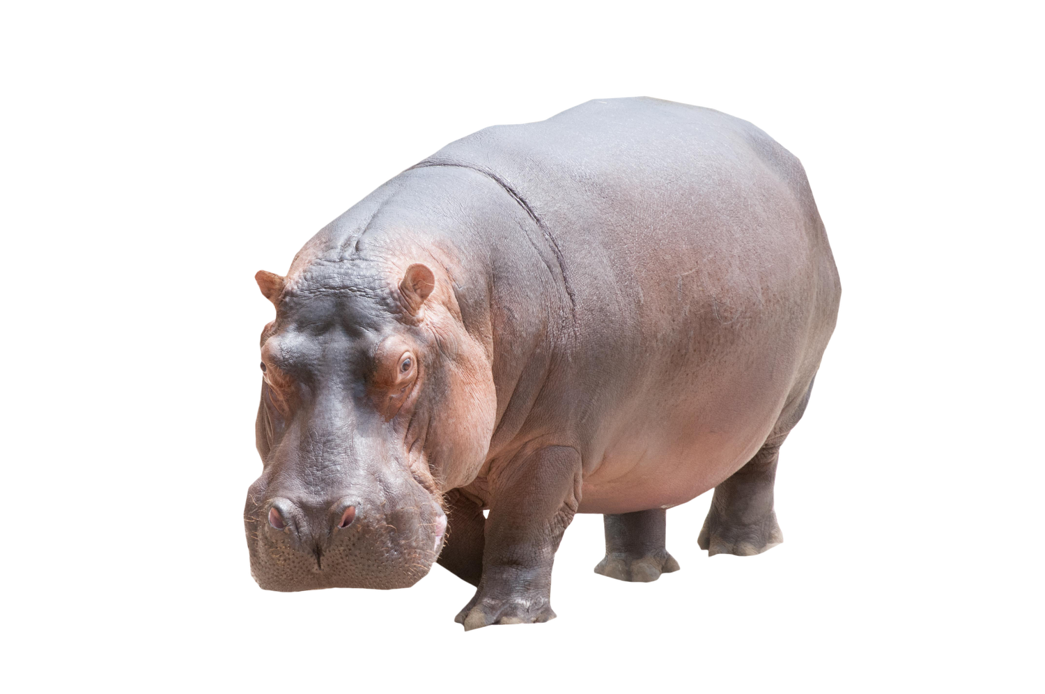 Grey Hippo Png File (black, gray, silver, lavender)