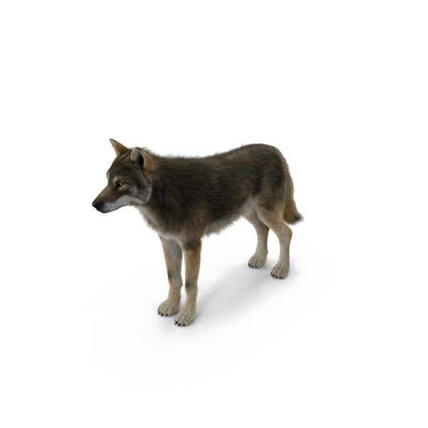 Grey Wolf Png Pic (white)