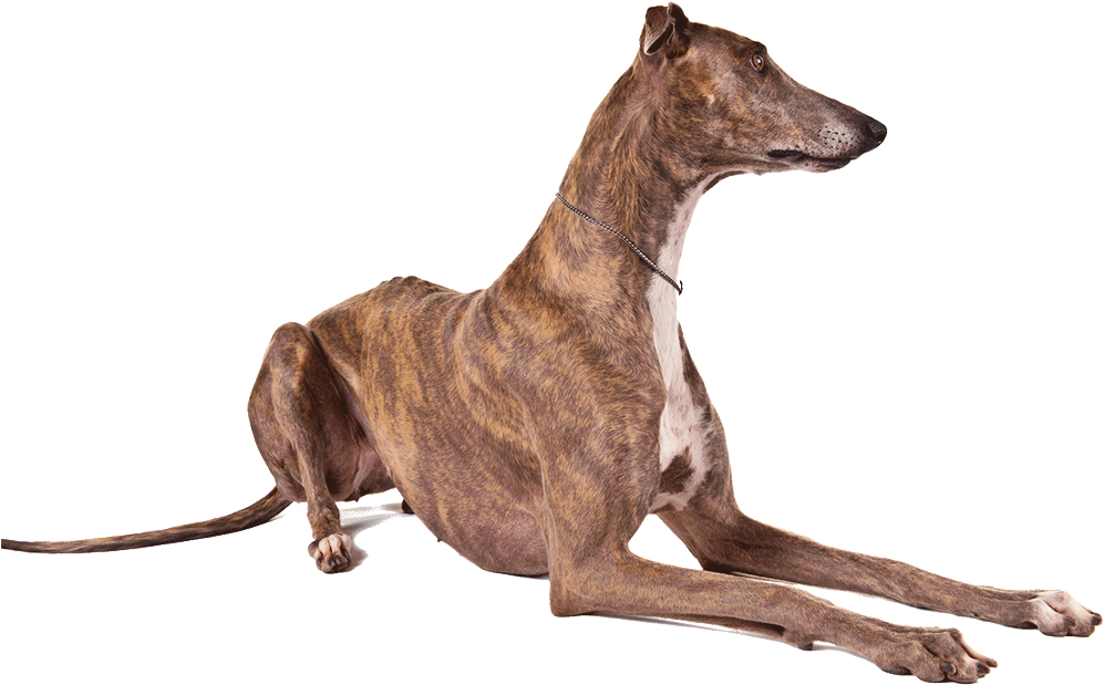 Greyhound Download Png Image (black)