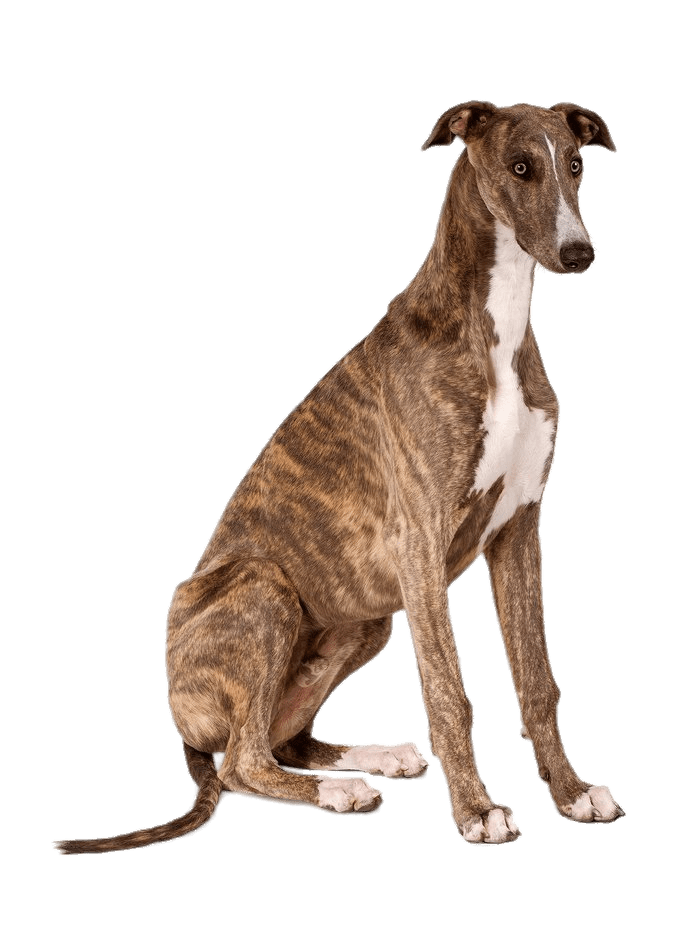 Greyhound Png Clipart (gray)