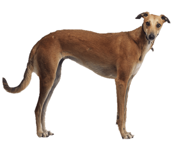 Greyhound Png Image (gray)