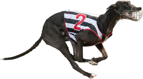 Greyhound Png Isolated File (indigo, black)