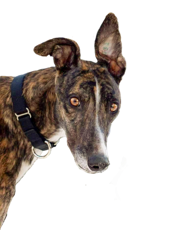 Greyhound Png Isolated Hd (black, white)