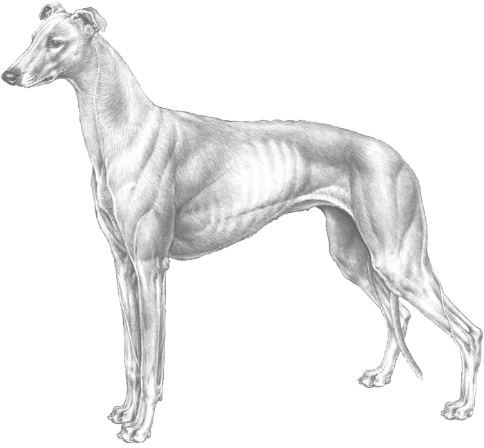 Greyhound Png Isolated Image (black, silver, lavender)