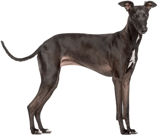 Greyhound Png Isolated Photo (indigo, black)