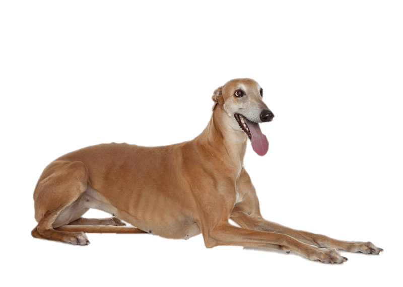 Greyhound Png Photos (gray)