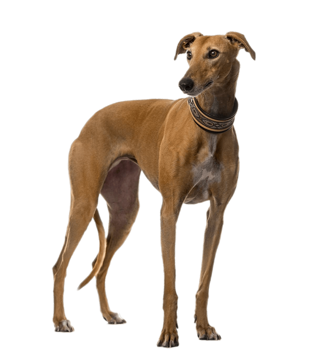 Greyhound Png Picture (gray)