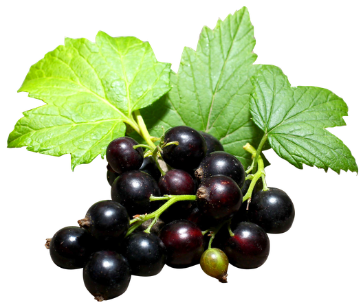 Organic Black Currant Berries Fresh Transparent Png (black)